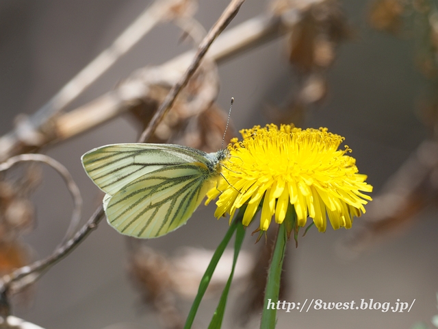 スジグロシロチョウ