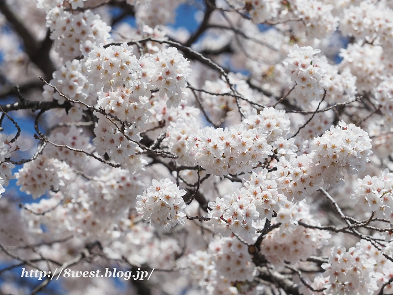 桜15