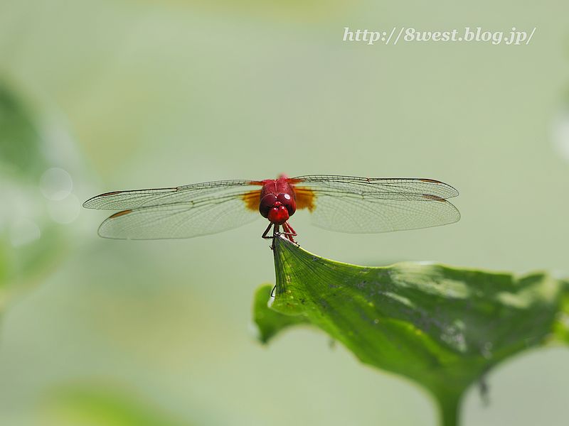 ショウジョウトンボ3