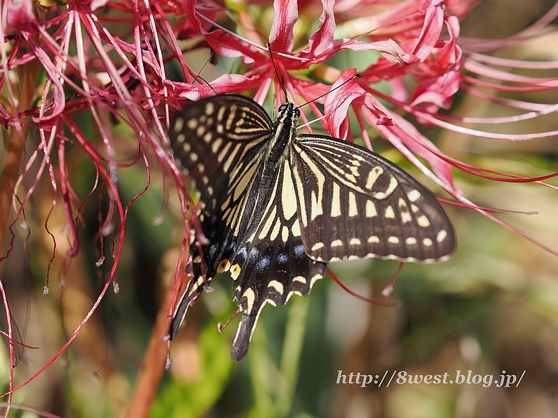 アゲハ12