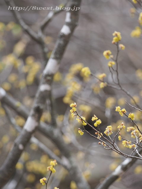 ダンコウバイ05