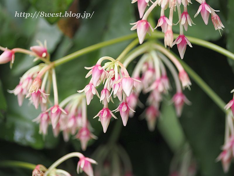 花5