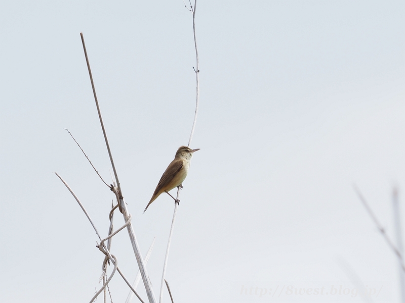 オオヨシキリ1