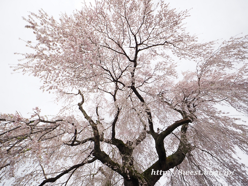 祖霊桜08
