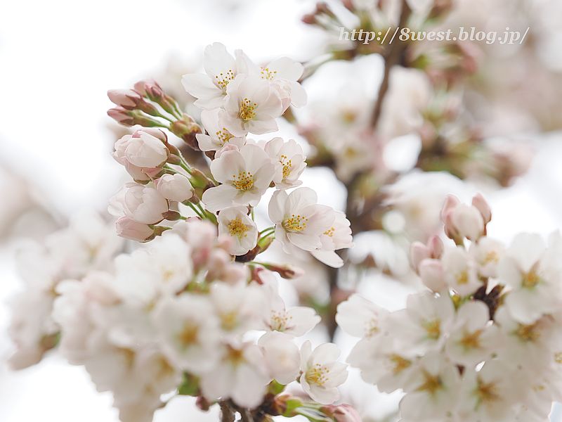 桜11