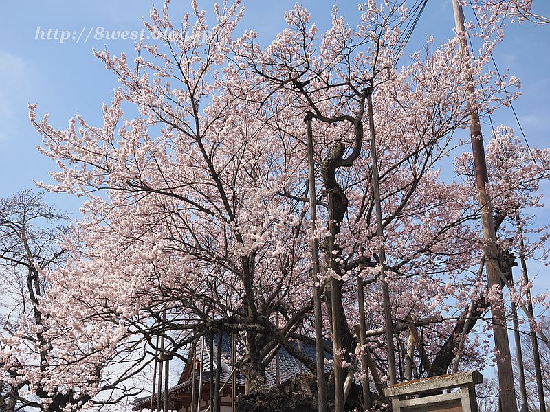 神代桜02