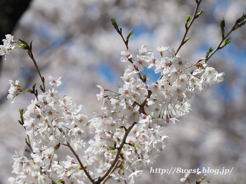 桜22