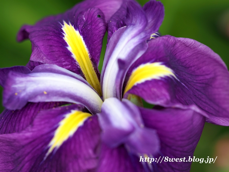 花菖蒲3