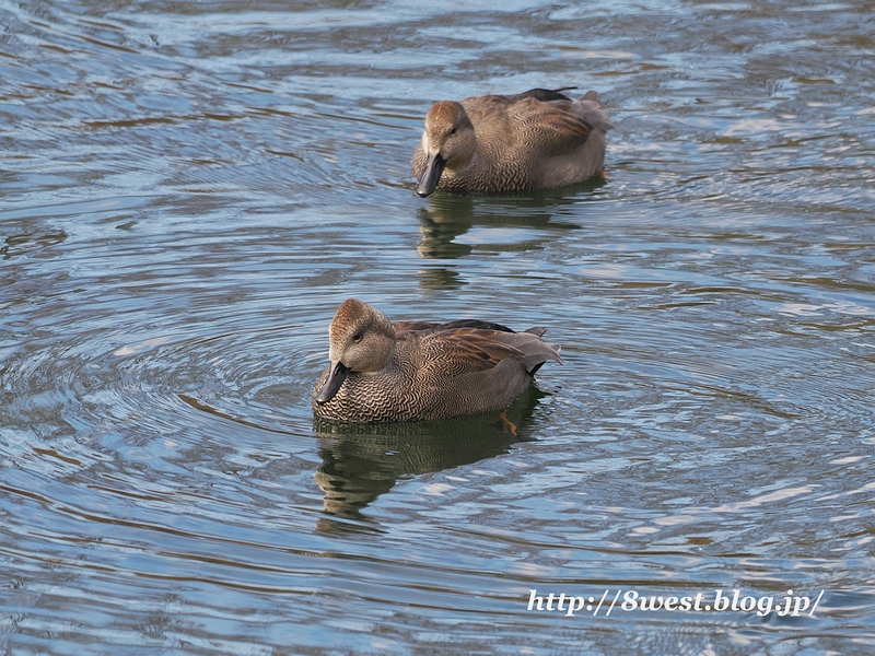 オカヨシガモ12