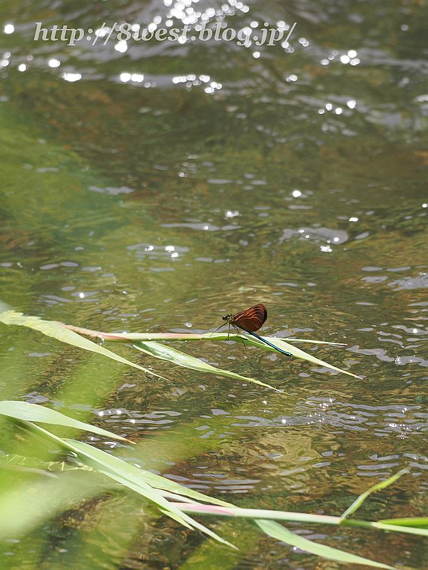 ミヤマカワトンボ12T