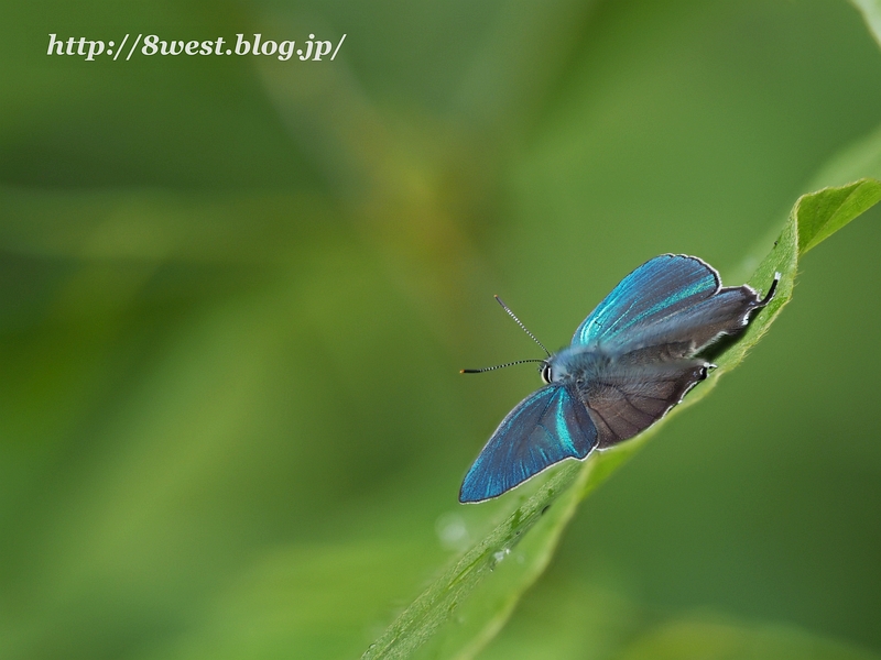 ジョウザンミドリシジミ18深度