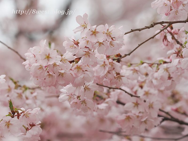 高遠小彼岸桜37