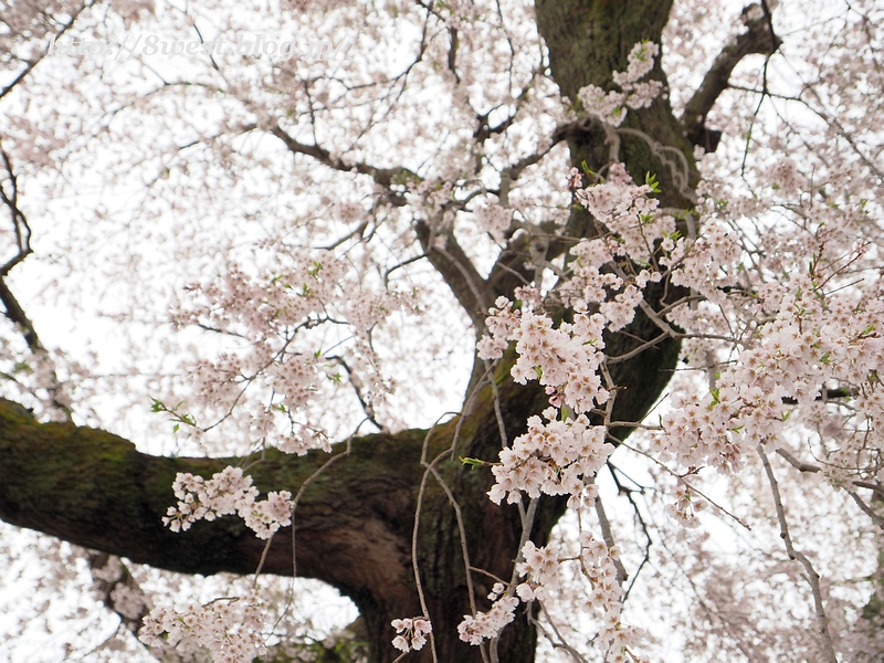 祖霊桜15