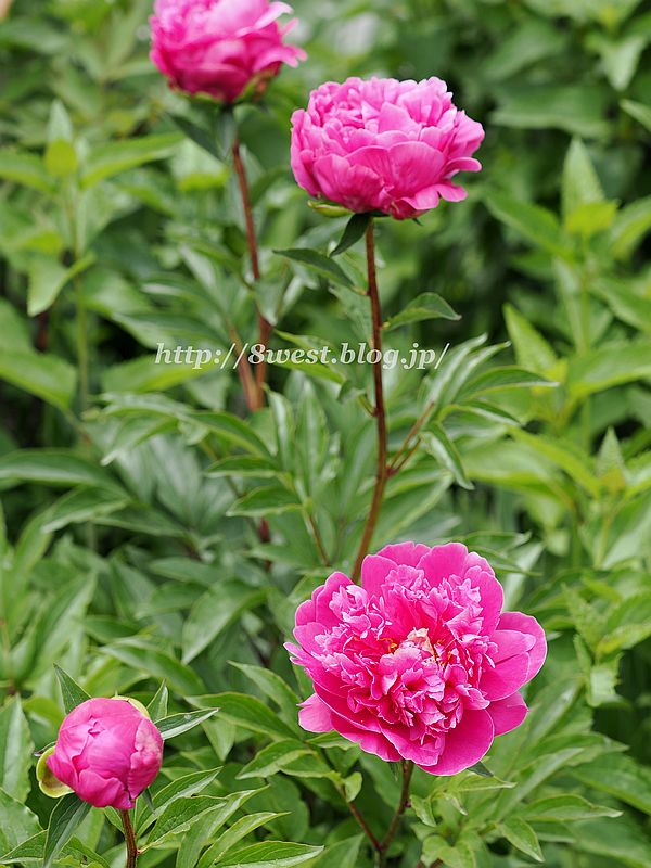 芍薬2