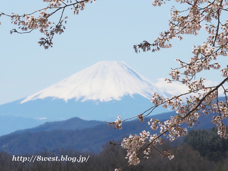 桜と富士山