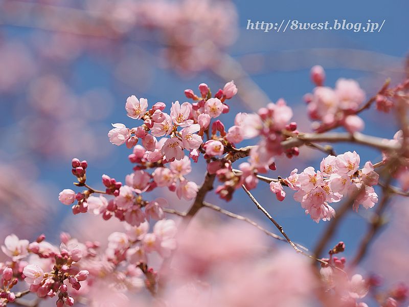 滝桜の子桜01