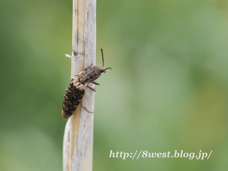 ヒメシモフリコメツキ