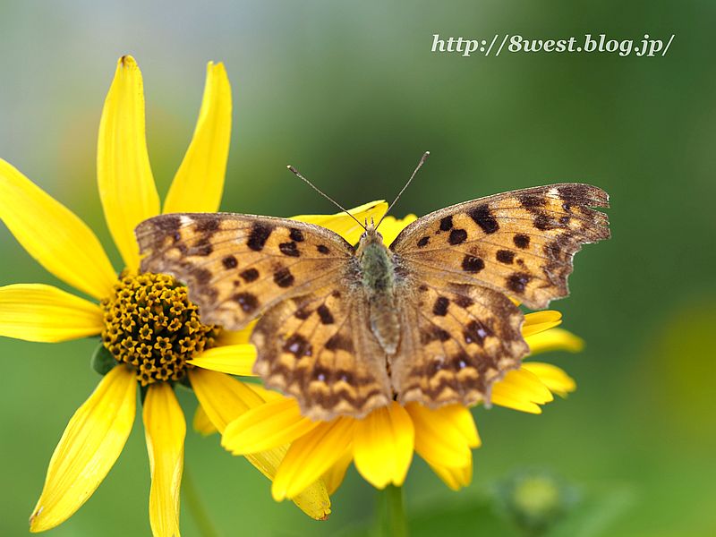 キタテハ2