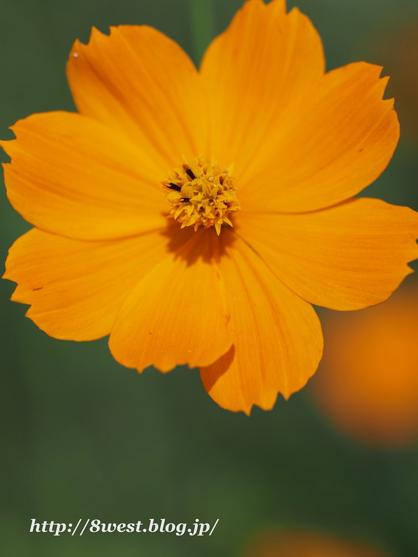 キバナコスモス1