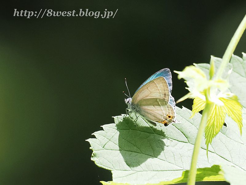オオミドリシジミ3