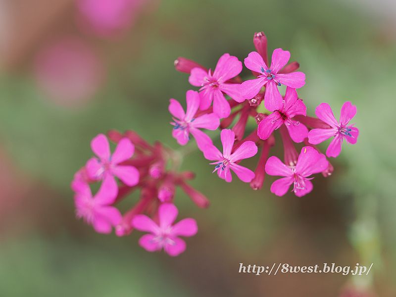 ムシトリナデシコ