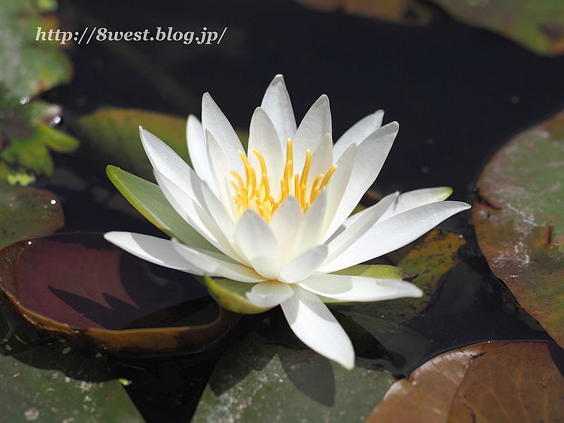 睡蓮6