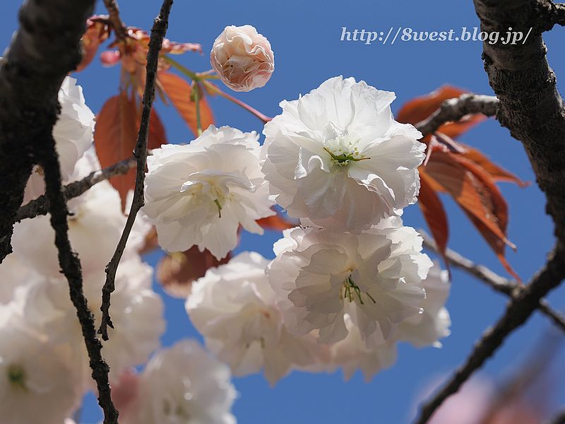 八重桜07