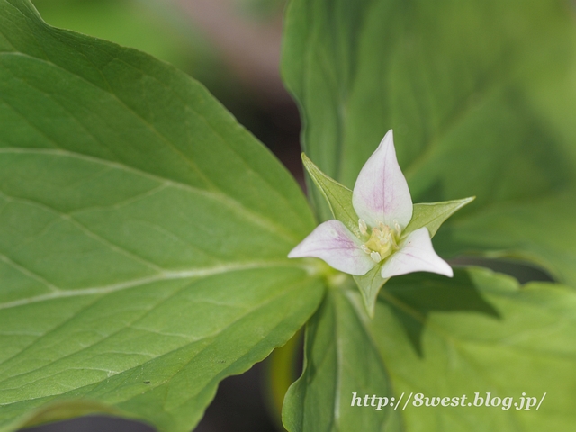 ミヤマエンレイソウ