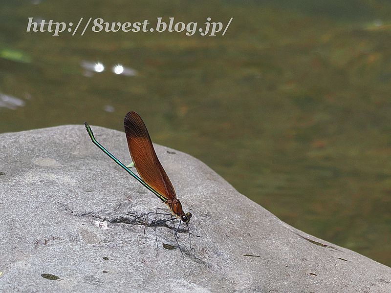 ミヤマカワトンボ8