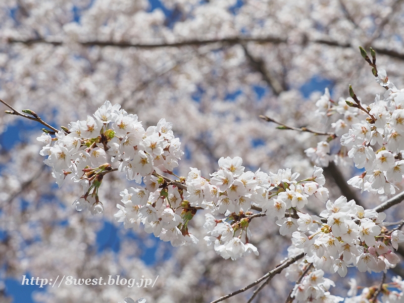 桜4