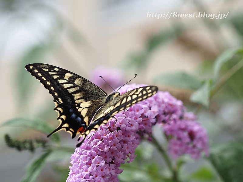 キアゲハ10