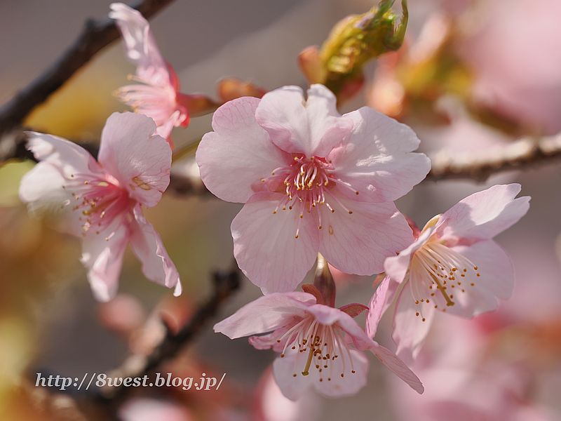 河津桜01