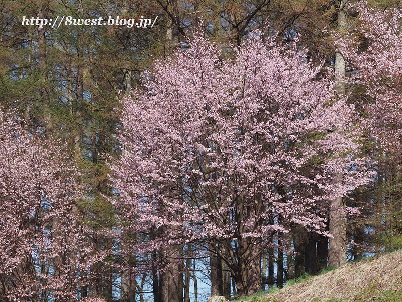 桜09