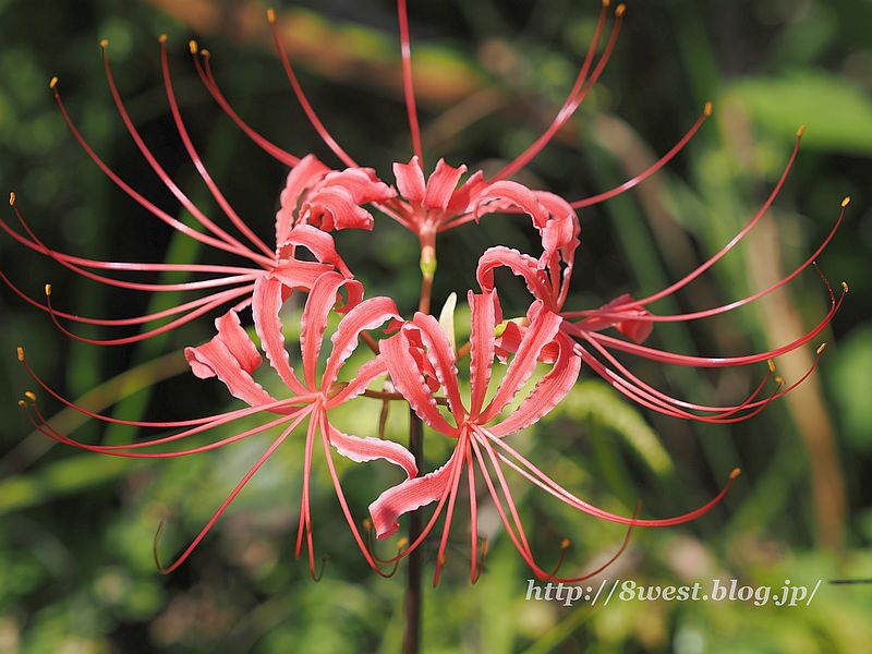 彼岸花