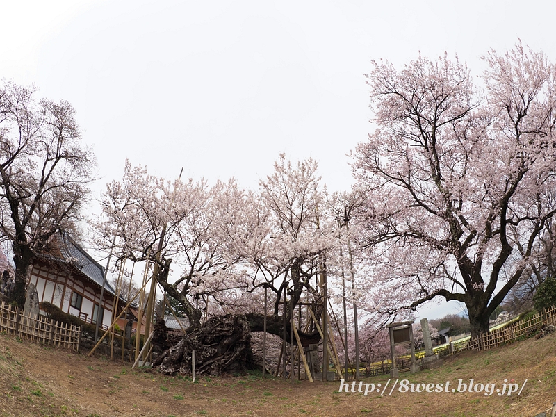 神代桜02