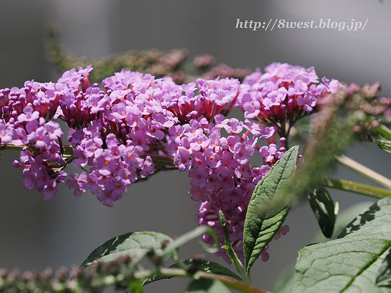 フサフジウツギ