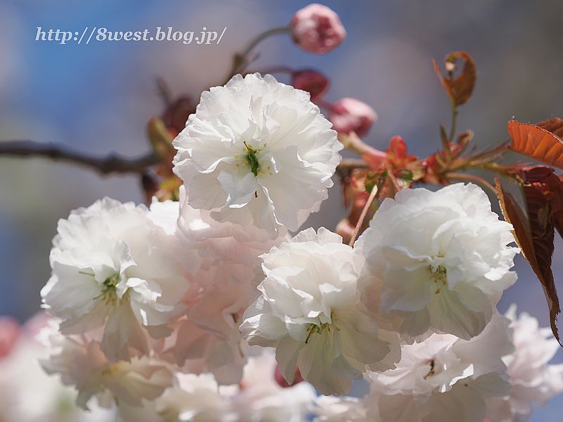 八重桜08