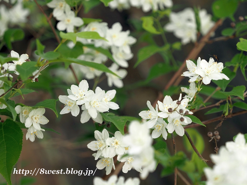 バイカウツギ1