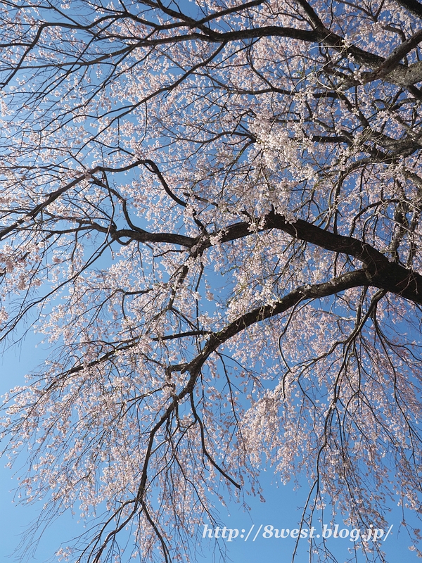 葛窪枝垂桜14