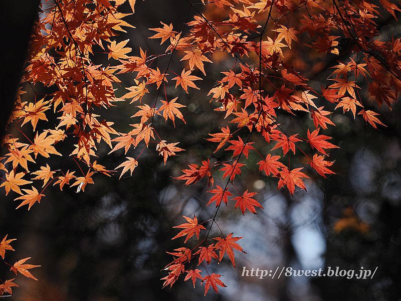 モミジ11