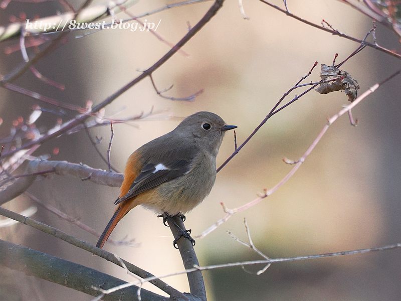 ジョウビタキ2