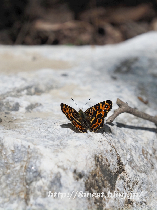 サカハチチョウ