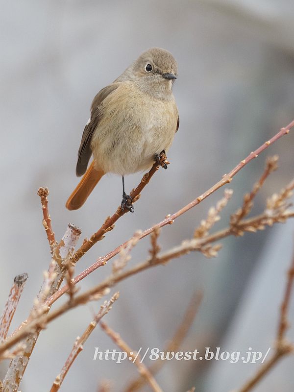 ジョウビタキ11