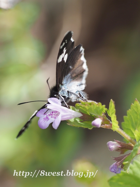 ダイミョウセセリ04