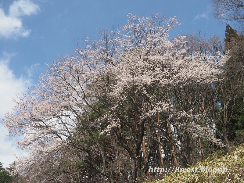 野桜22