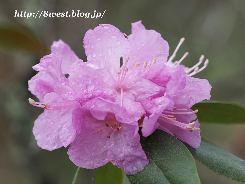 シャクナゲ1