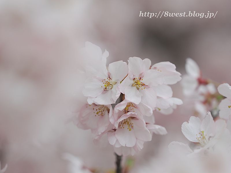 高遠小彼岸桜33