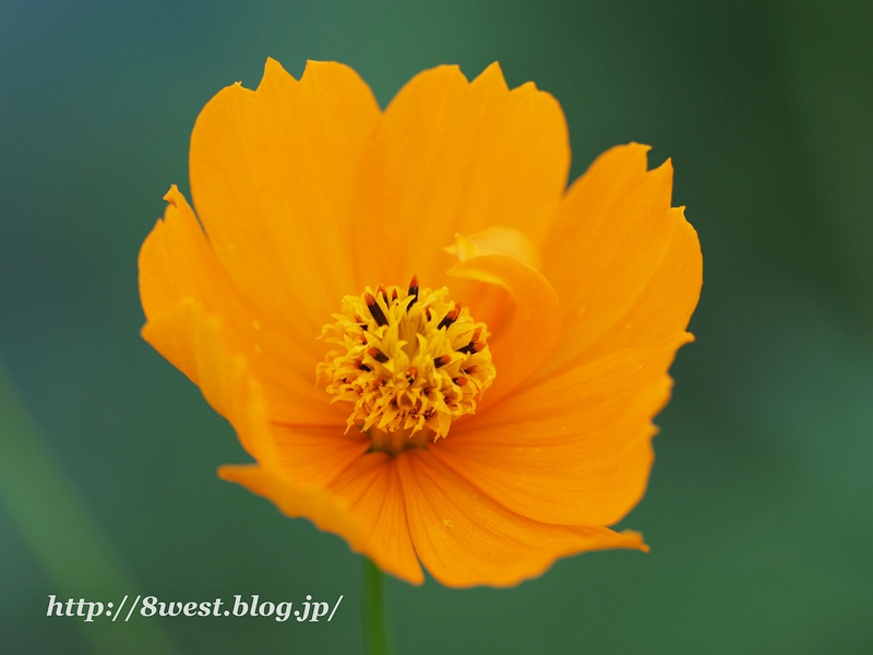 キバナコスモス