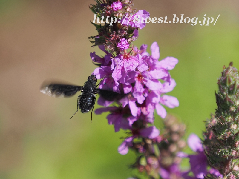 エゾクロツリアブ