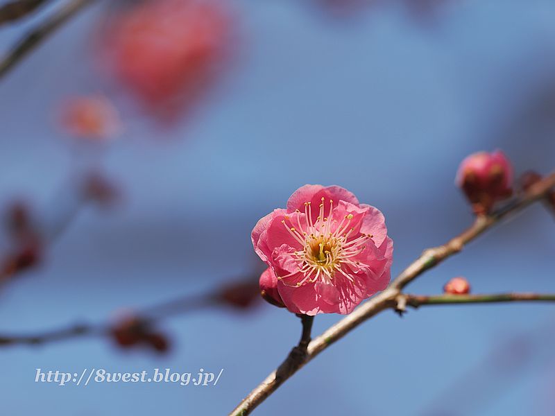 寒紅梅02